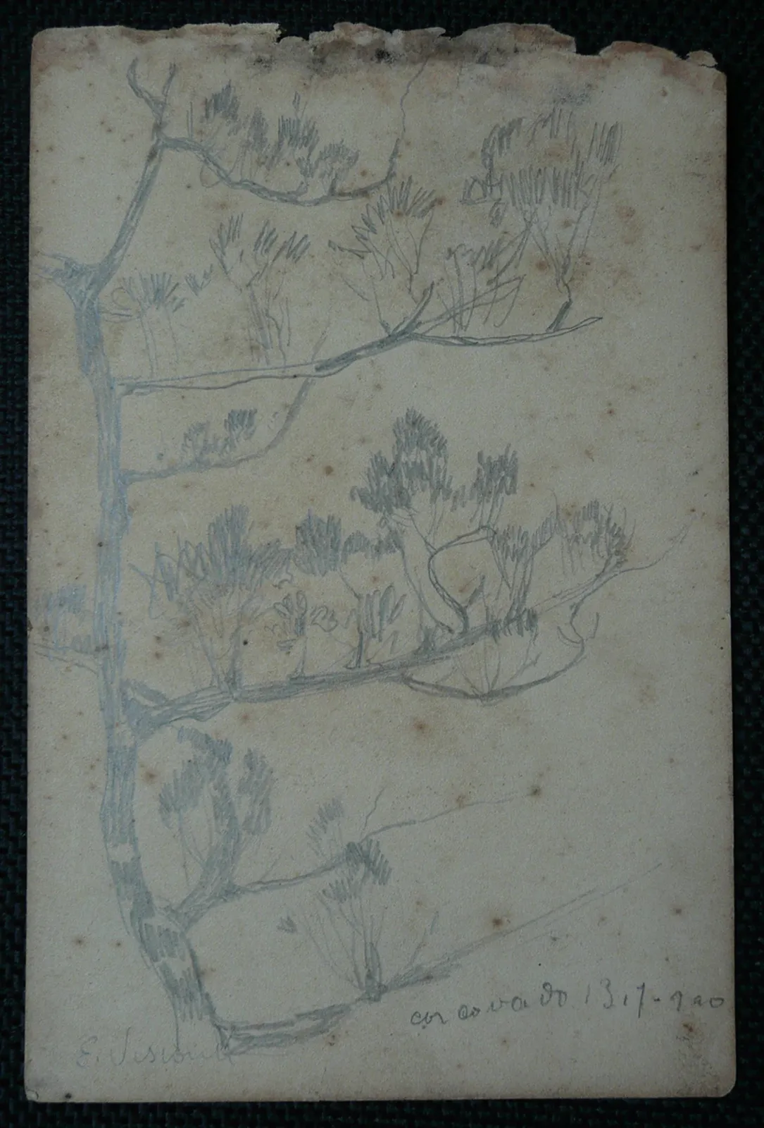 Arbustes - Feuillet détaché d'un carnet de notes, Eliseu Visconti