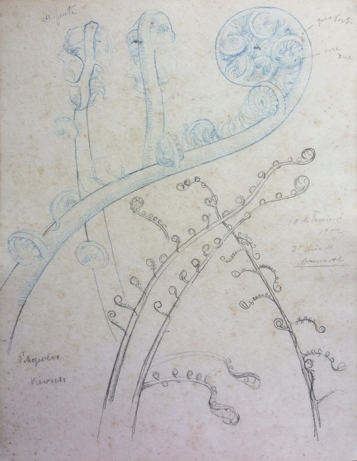 Pousse de fougère - Étude, Eliseu Visconti