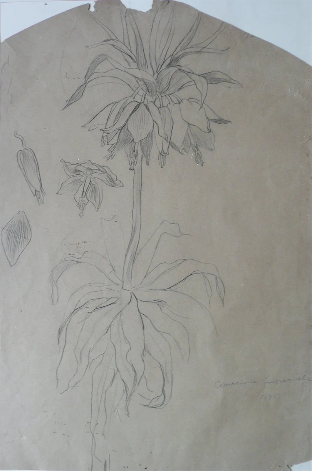 Couronne impériale, Eliseu Visconti