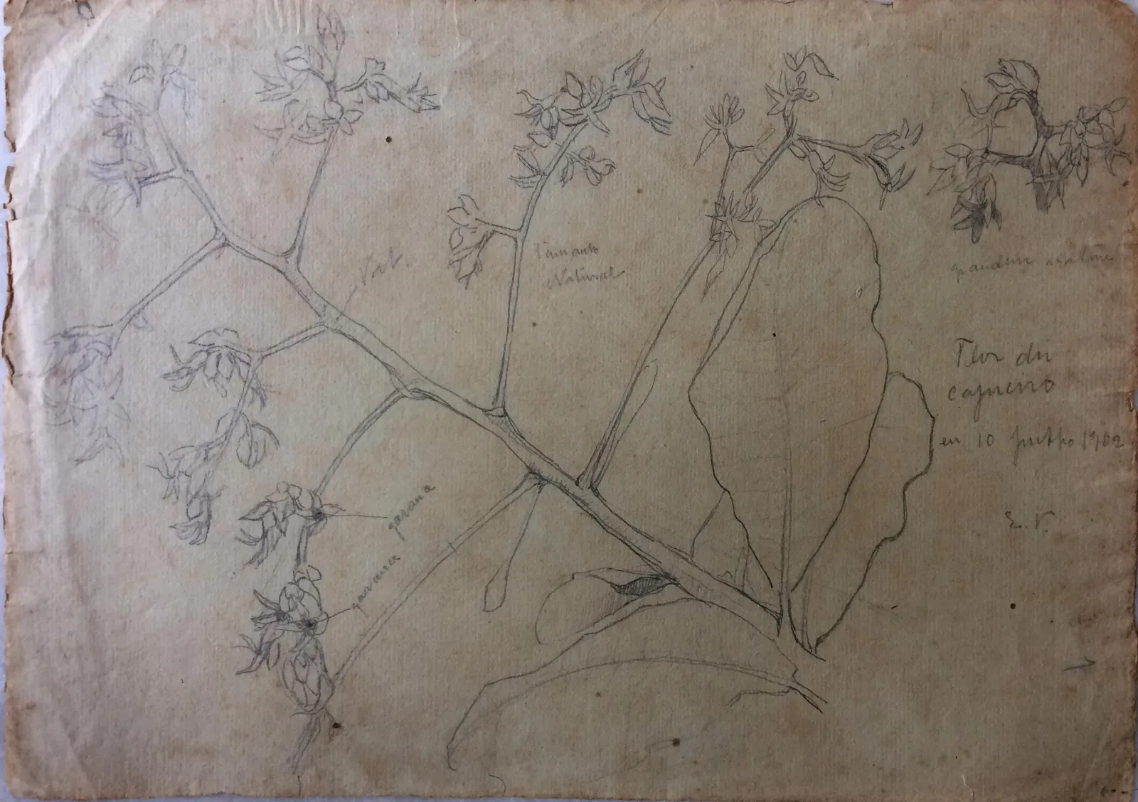 Fleur d'anacardier, Eliseu Visconti