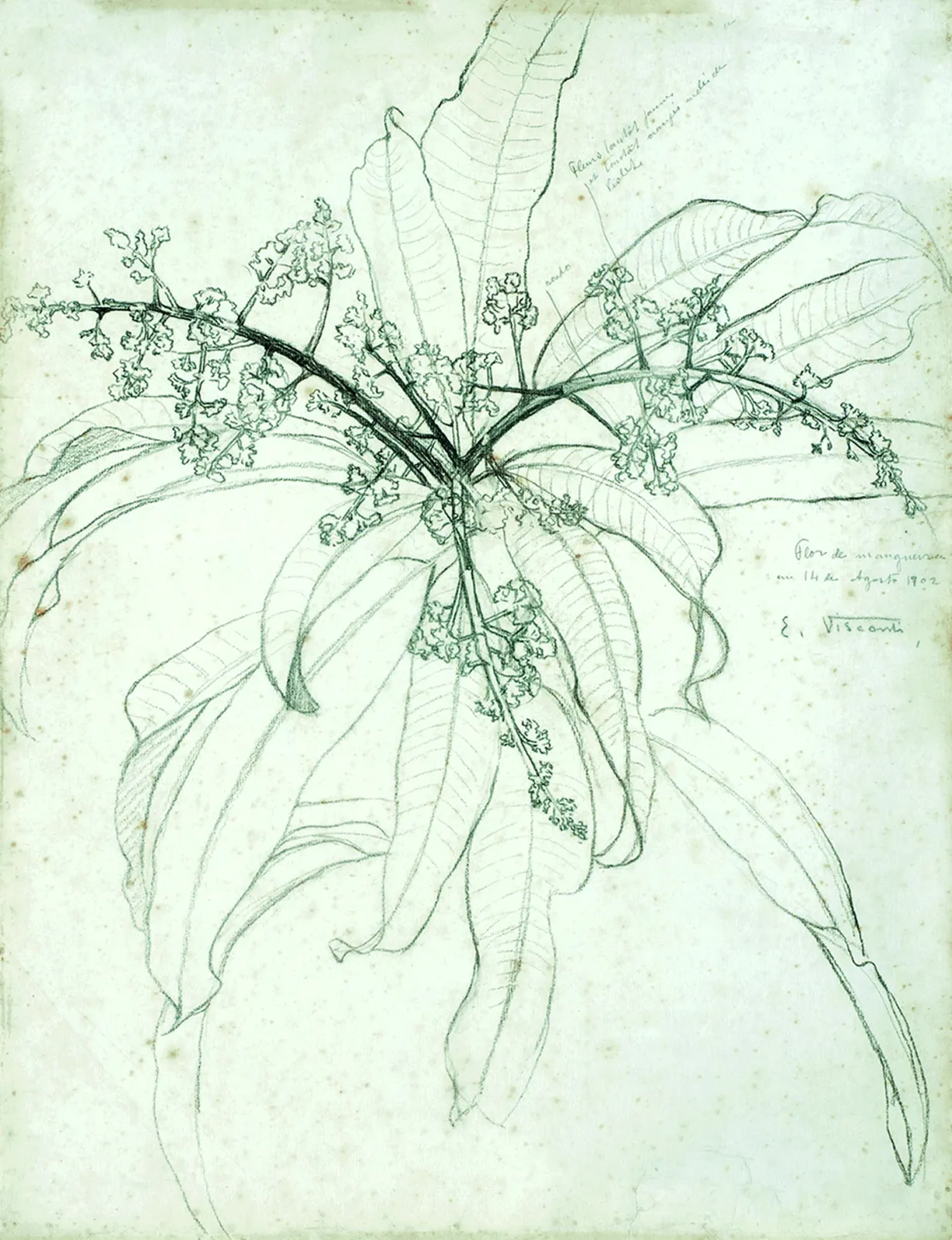 Fleur de manguier, Eliseu Visconti