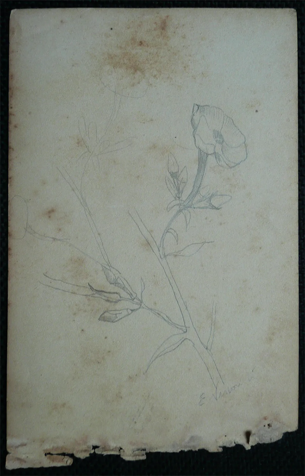 Fleurs - Feuillet détaché d'un carnet de notes - verso de l'œuvre D966, Eliseu Visconti
