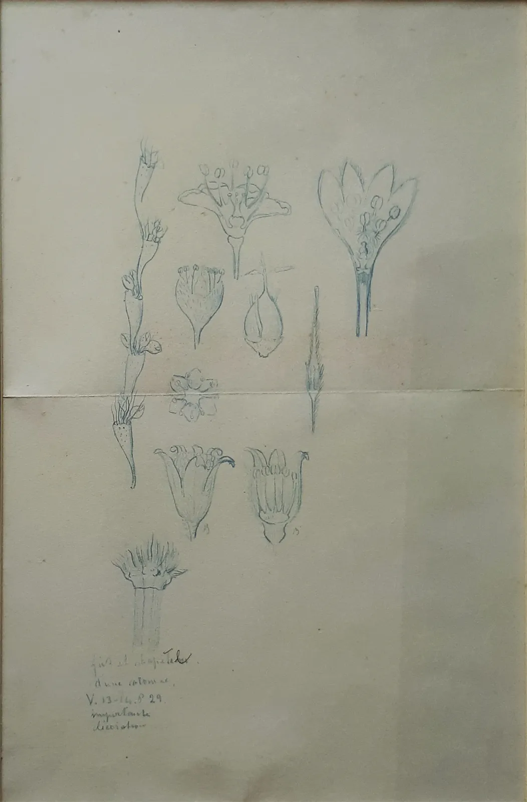 Fleurs - Étude, Eliseu Visconti