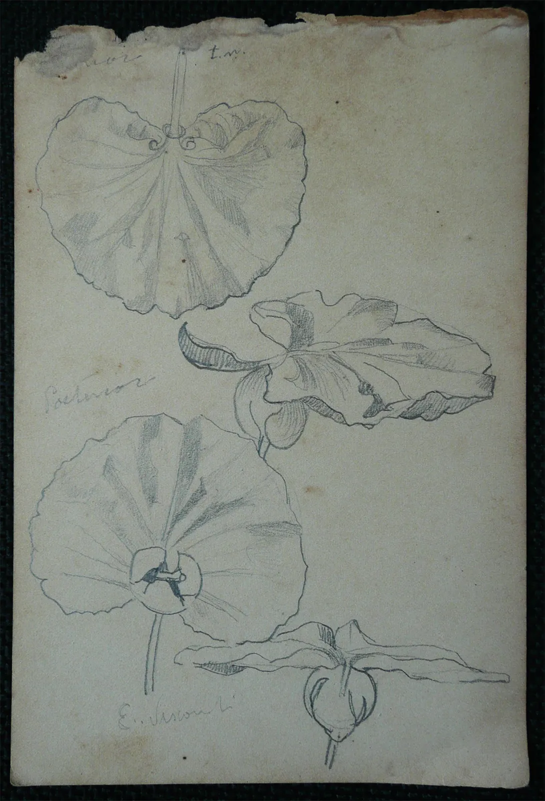 Feuilles - Feuillet détaché d'un carnet de notes, Eliseu Visconti