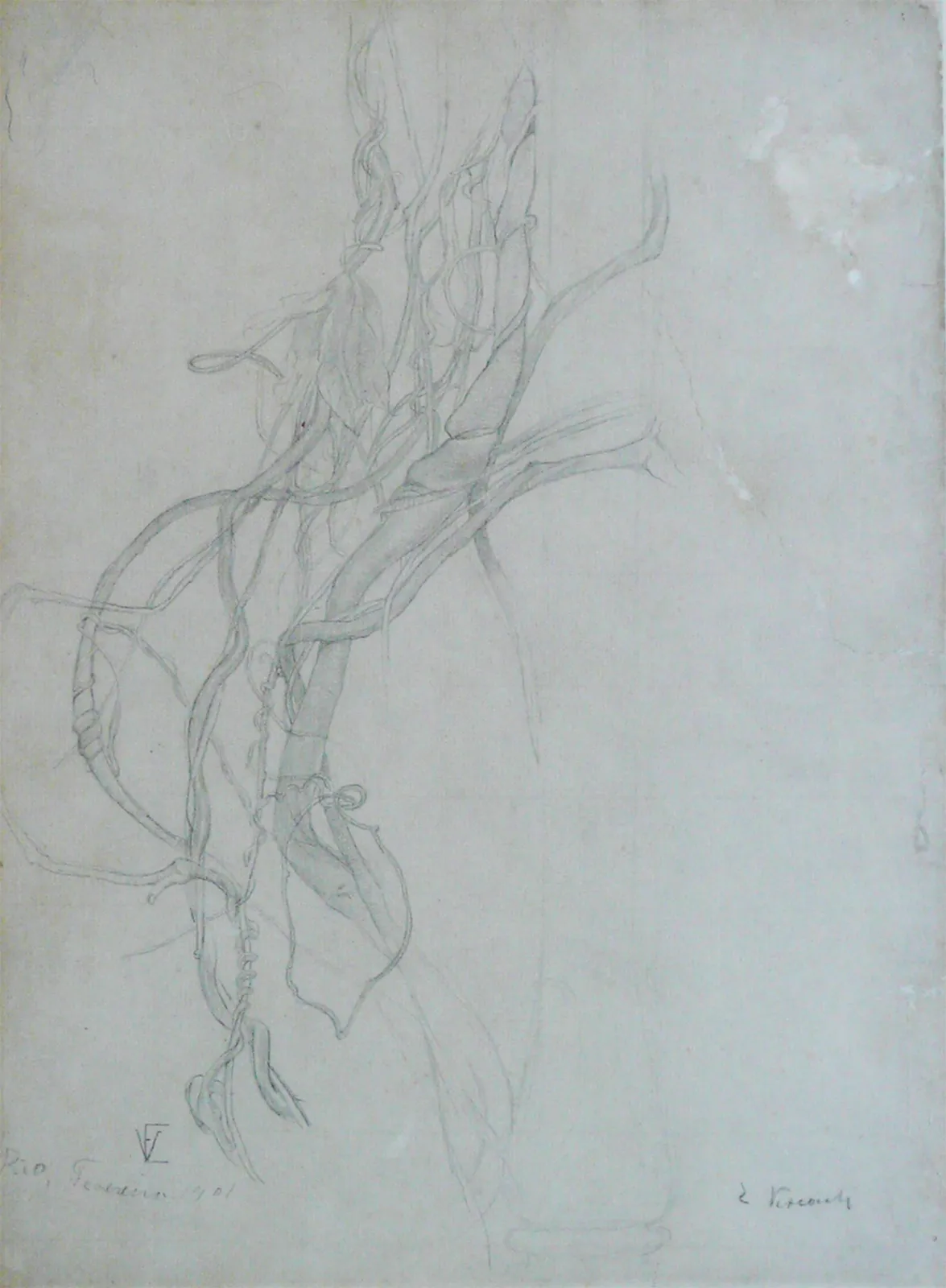 Branches entrelacées - Étude, Eliseu Visconti