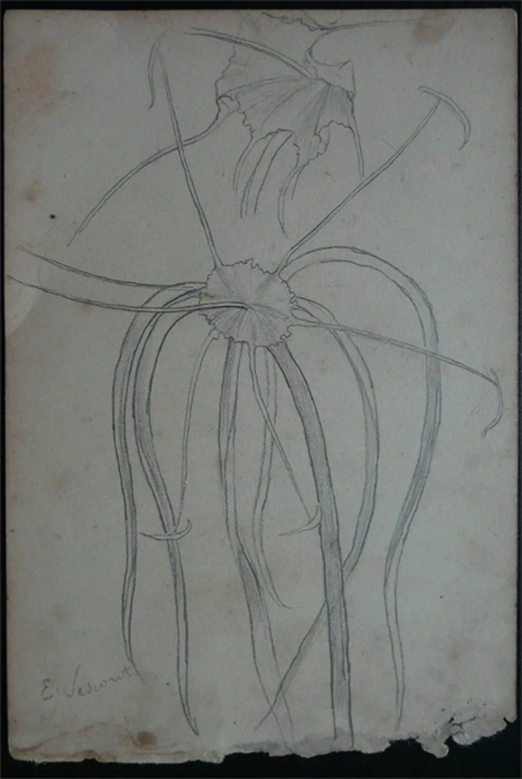Pistils - Feuillet détaché d'un carnet de notes, Eliseu Visconti