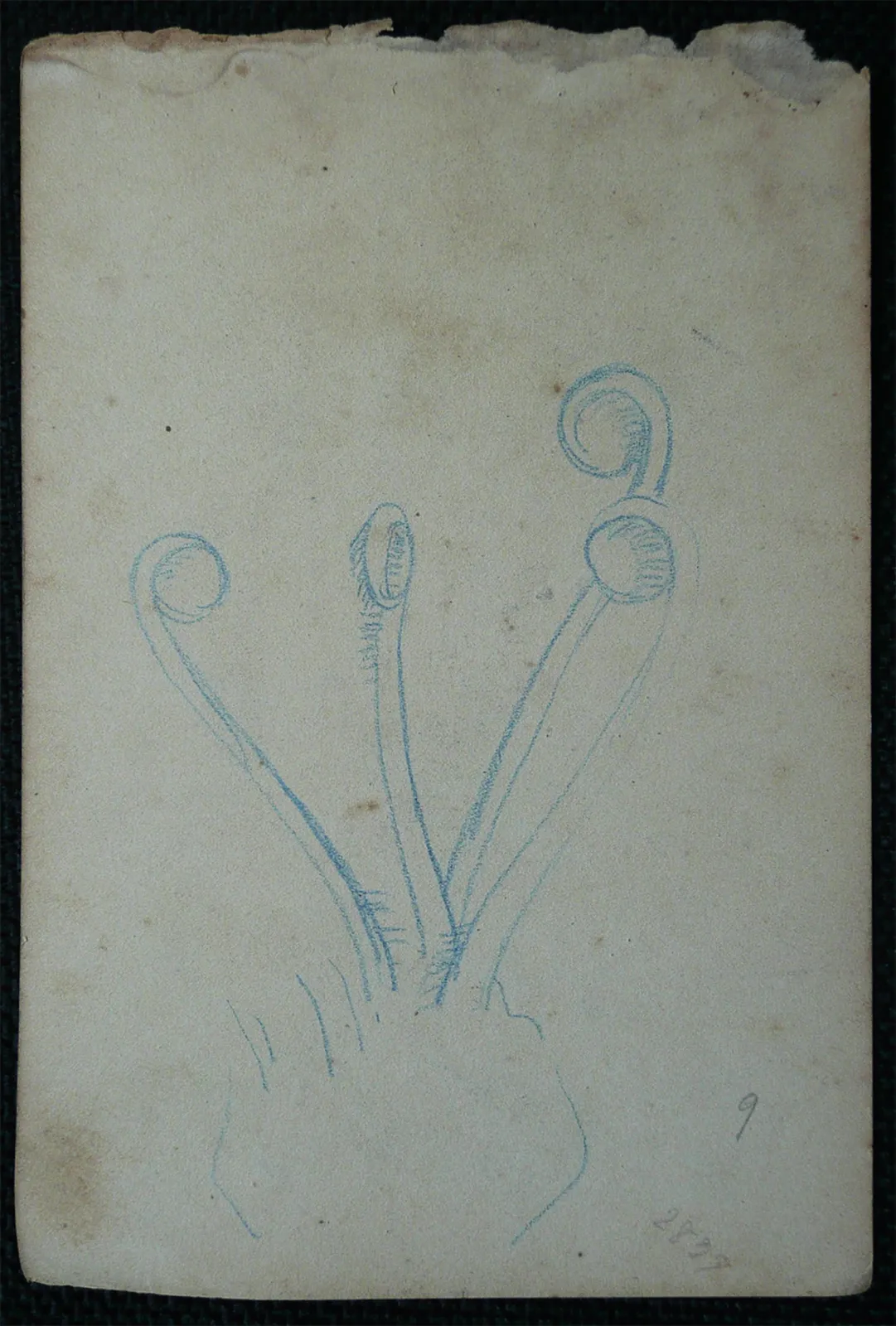 Pistils - Feuillet détaché d'un carnet de notes - verso de l'œuvre D967, Eliseu Visconti