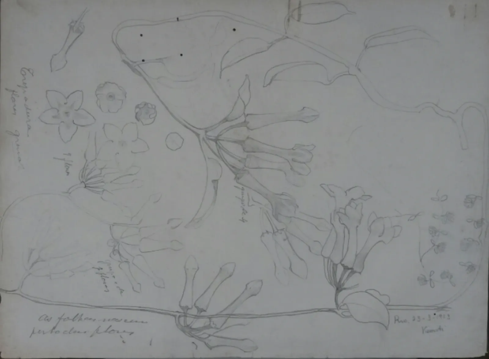 Plante grimpante - Étude, Eliseu Visconti