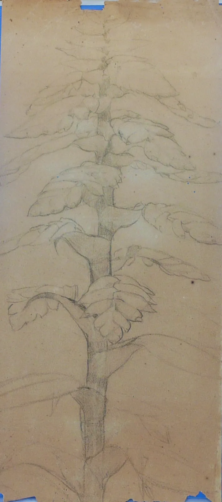Végétal - verso de l'œuvre D969, Eliseu Visconti
