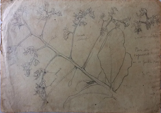 Fleur d'anacardier