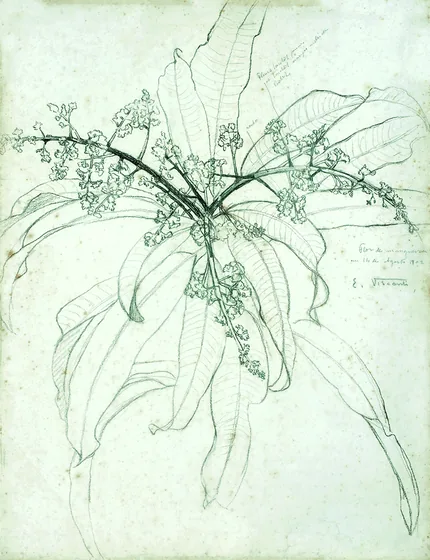 Fleur de manguier