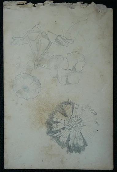 Fleurs - Feuillet détaché d'un carnet de notes