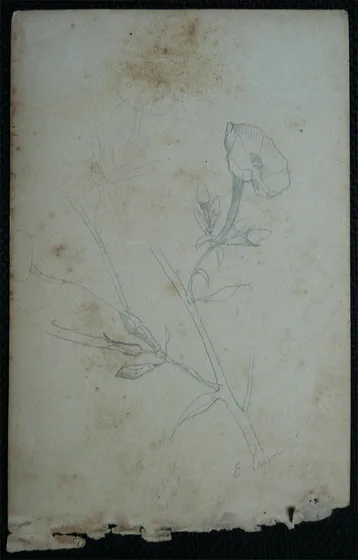 Fleurs - Feuillet détaché d'un carnet de notes - verso de l'œuvre D966
