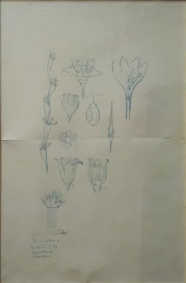 Fleurs - Étude