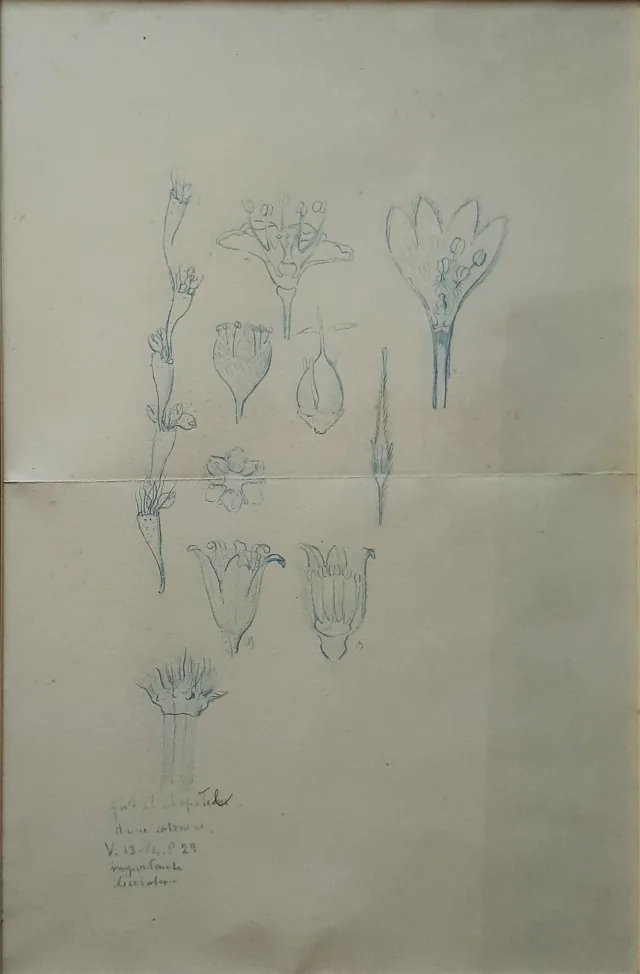 花（習作）