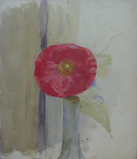 Pavot