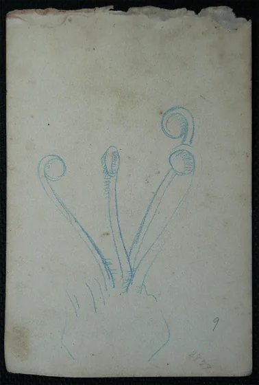 Pistils - Feuillet détaché d'un carnet de notes - verso de l'œuvre D967