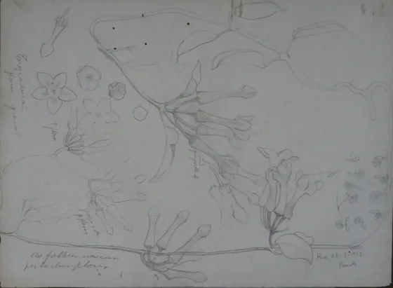 Plante grimpante - Étude