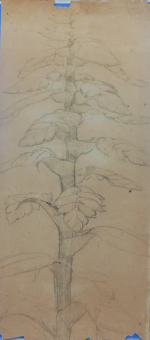 植物（作品D969の裏面）