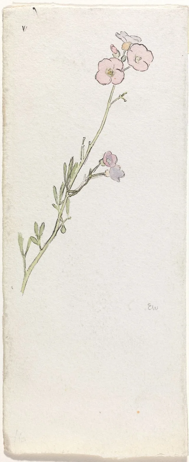紫の花