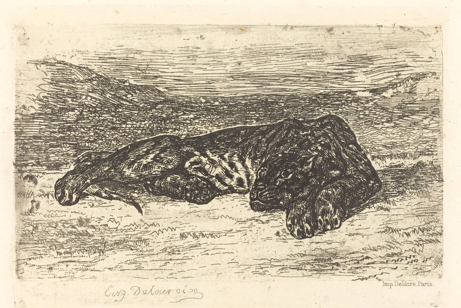 Tiger Sleeping in the Desert (Tigre couché dans le désert), Eugène Delacroix