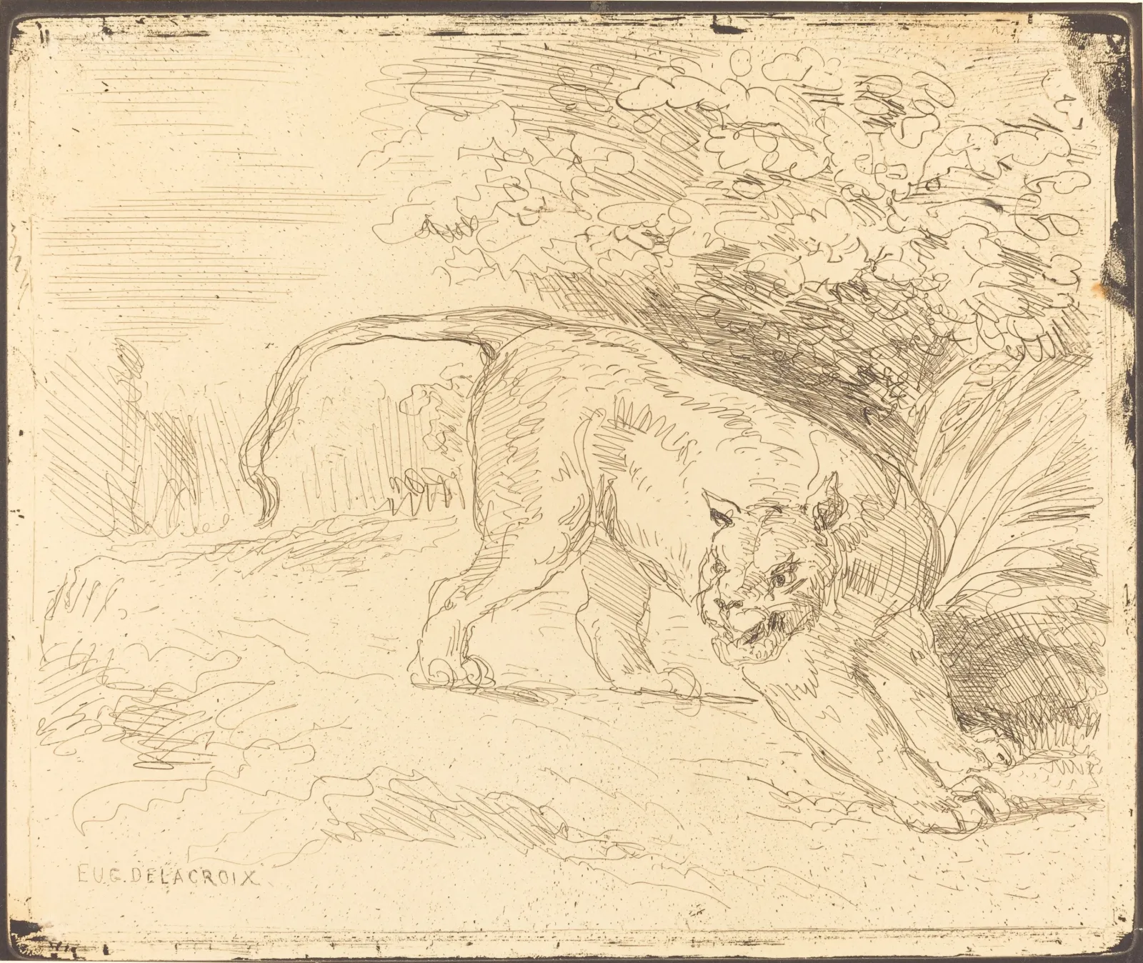 Tigre en arrêt, Eugène Delacroix