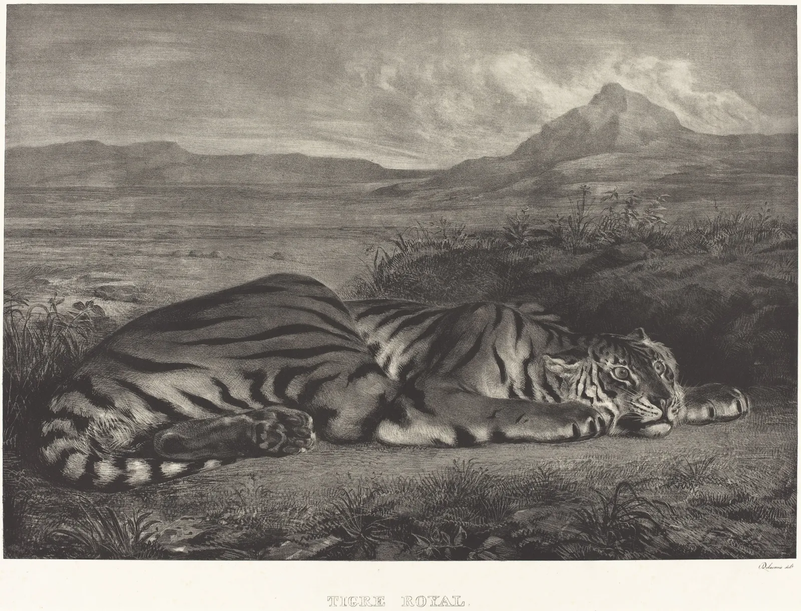 Tigre royal, Eugène Delacroix