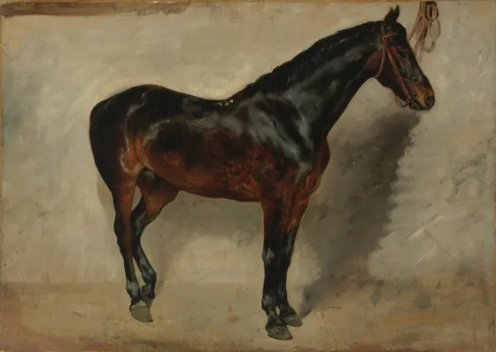 Cheval bai-brun à l'attache