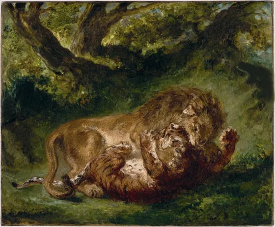 Combat entre un lion et un tigre