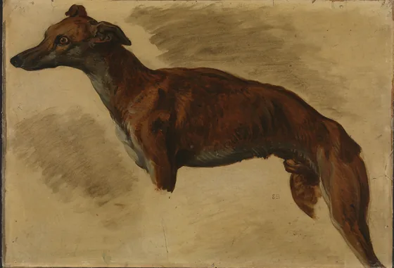 Lévrier