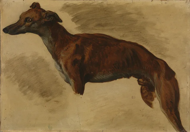Lévrier, Eugène Delacroix