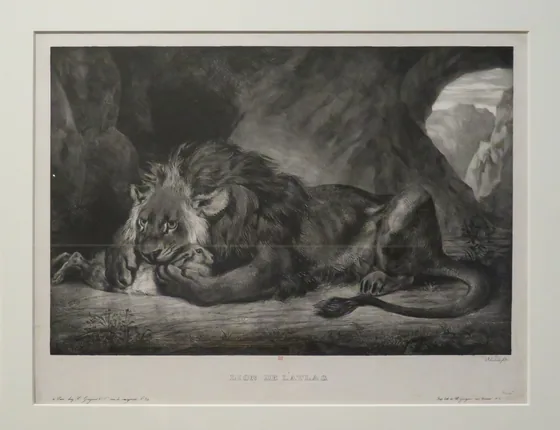 Lion de l’Atlas