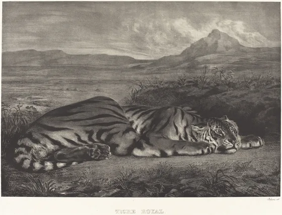 Tigre royal