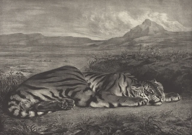 Tigre real