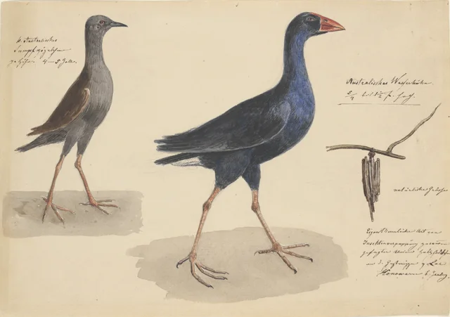 Australian Waterhen, 5 April, and Australian Swamphen