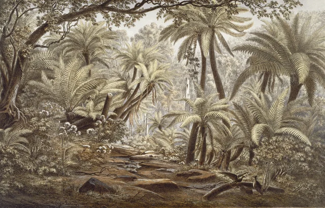 Ferntree Gully, Dandenong Ranges (Victoria)