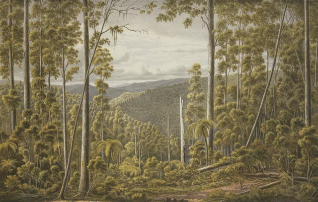Forest, Cape Otway Ranges