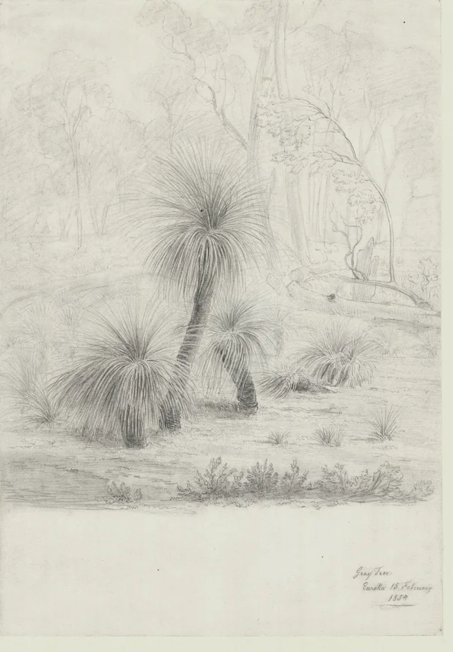 Grass Tree, Eureka, 15 February 1854