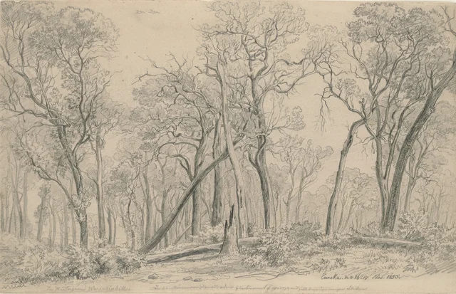 Warrenheip Hill in the Background, Eureka, 16-17 November 1853