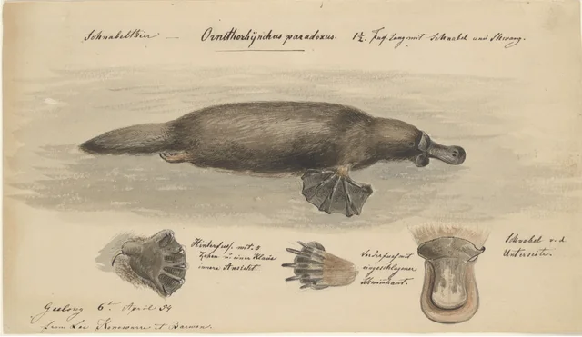 Platypus (Ornithorhynchus paradoxus), One and a Half Feet Long with Bill and Tail