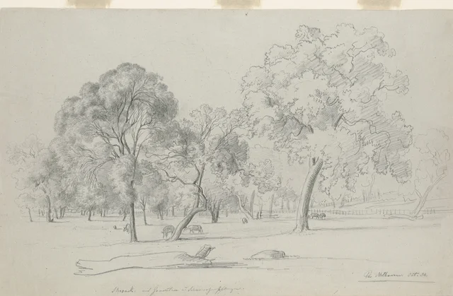 Sheoak and Gum Tree near Melbourne, October 1854