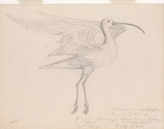 [Waterbird]