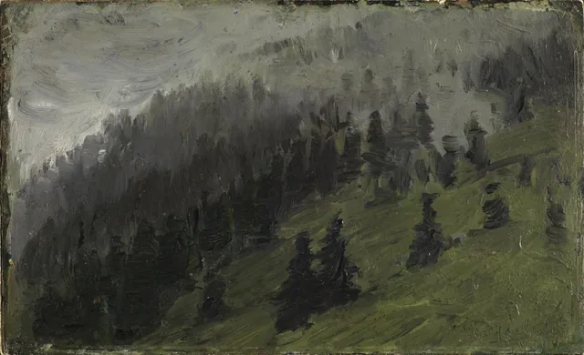 Fog between Firs