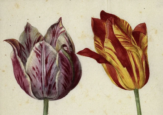 Deux tulipes