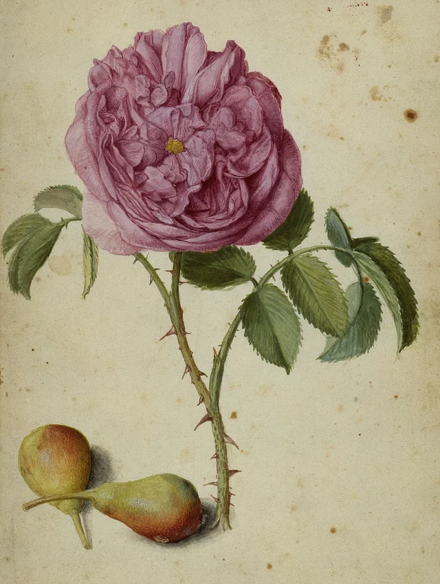 Rose de Batavie et deux poires, Georg Flegel