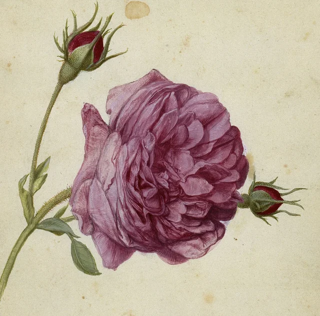 Rose de Francfort