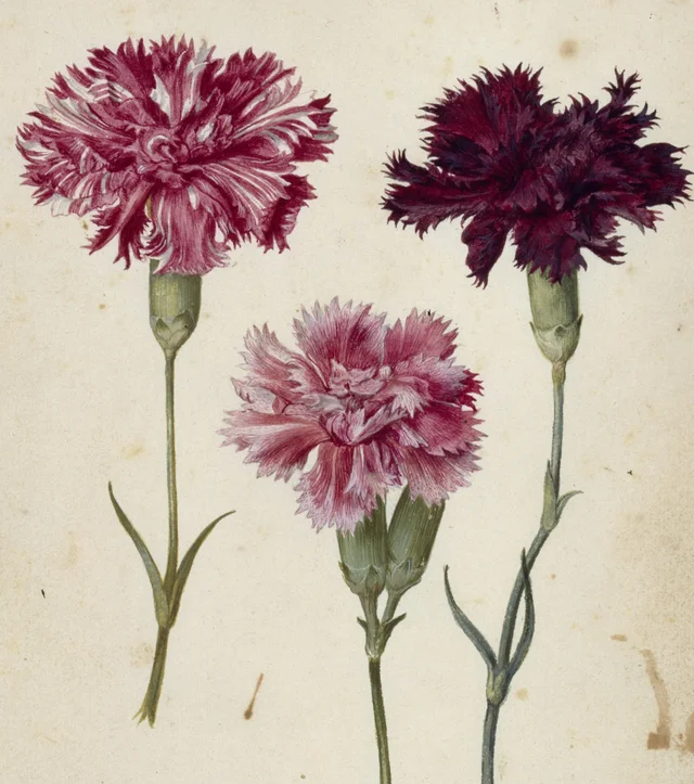 Trois œillets de jardin