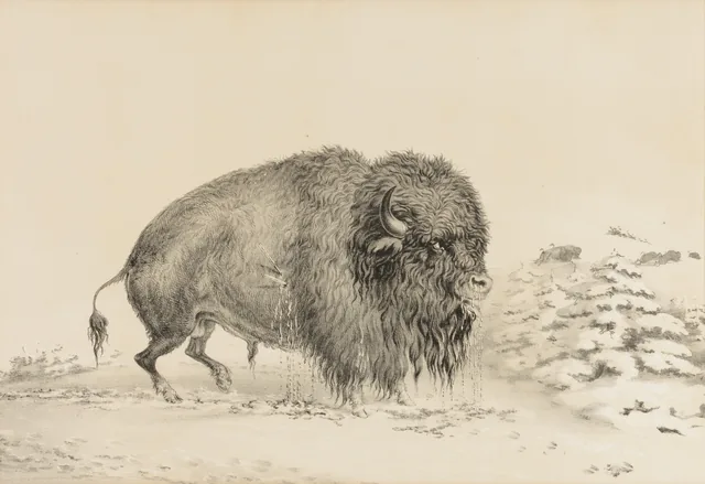 Severely Wounded Buffalo--no. 16
