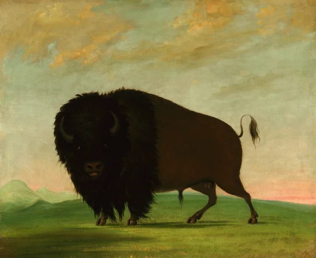 Bisonte macho pastando en la pradera
