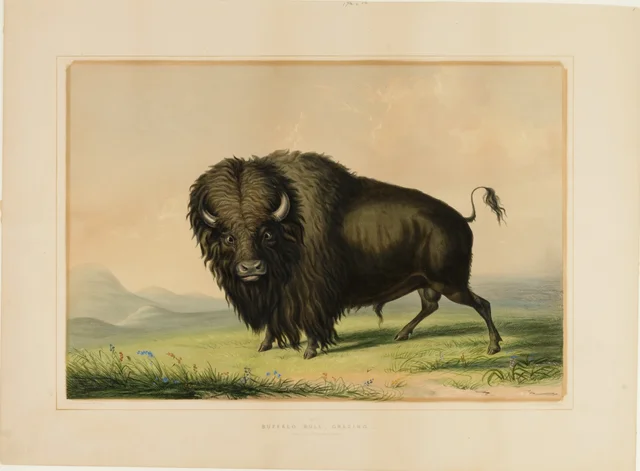 Búfalo macho pastando, no. 2